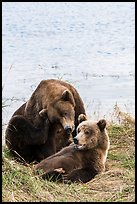 Sow and grizzly bear cub. Katmai National Park ( color)
