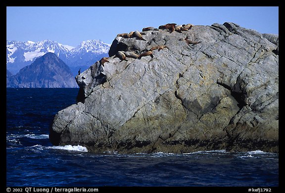 Rock with cormorant and sea lions in Aialik Bay. Kenai Fjords National Park, Alaska, USA.