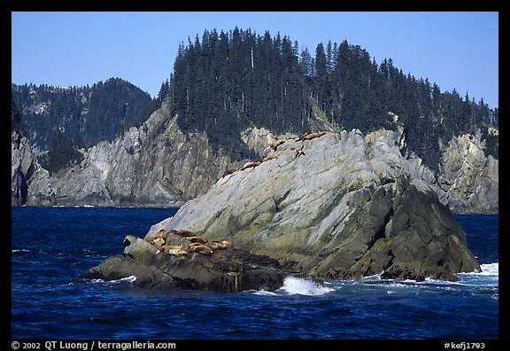 Sea lions on rock in Aialik Bay. Kenai Fjords National Park, Alaska, USA.