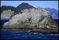 Rock with sea lions in Aialik Bay. Kenai Fjords National Park, Alaska, USA.