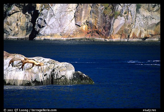 Rock with sea lions in Aialik Bay. Kenai Fjords National Park (color)