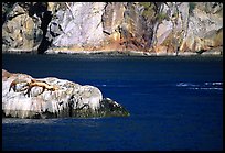 Rock with sea lions in Aialik Bay. Kenai Fjords National Park, Alaska, USA. (color)