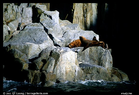 Sea lions in Aialik Bay. Kenai Fjords National Park (color)