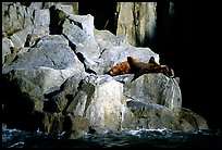 Sea lions in Aialik Bay. Kenai Fjords National Park, Alaska, USA. (color)