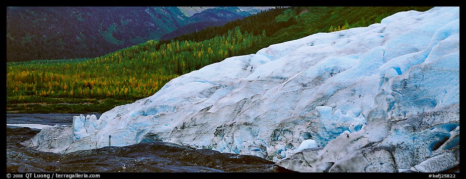 Glacier and trees in autumn color. Kenai Fjords National Park (color)