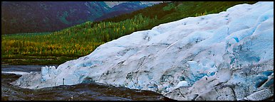 Glacier and trees in autumn color. Kenai Fjords National Park (Panoramic color)