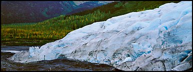 Glacier and trees in autumn color. Kenai Fjords  National Park (Panoramic color)