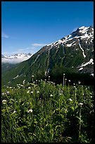 Wildflowers and peak. Kenai Fjords National Park ( color)