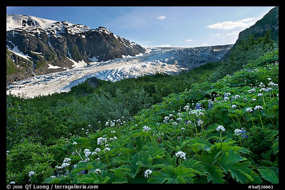 Wildflowers and Exit Glacier, late afternoon. Kenai Fjords National Park, Alaska, USA.