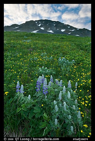 Lupine, buttercups, and rocky ridge. Kenai Fjords National Park, Alaska, USA.