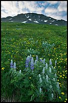 Lupine, buttercups, and rocky ridge. Kenai Fjords National Park, Alaska, USA. (color)