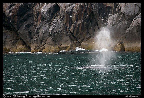 Whale spouting. Kenai Fjords National Park, Alaska, USA.