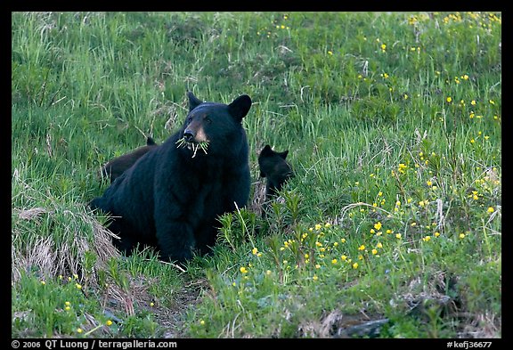 Black bear with cubs. Kenai Fjords National Park, Alaska, USA.