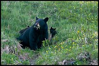 Black bear with cubs. Kenai Fjords National Park, Alaska, USA.