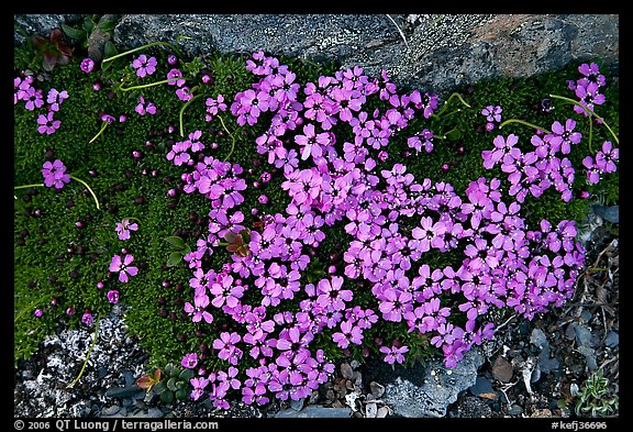 Alpine flowers. Kenai Fjords National Park, Alaska, USA.