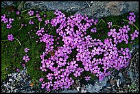 Alpine flowers. Kenai Fjords National Park, Alaska, USA.