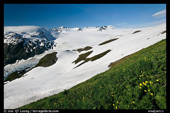 Wildflowers and Harding ice field. Kenai Fjords National Park (color)