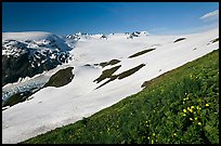 Wildflowers and Harding ice field. Kenai Fjords National Park, Alaska, USA.