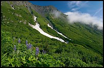 Lupine, neve, and verdant mountain slopes. Kenai Fjords National Park, Alaska, USA.