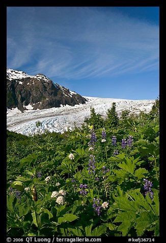 Wildflowers and Exit Glacier. Kenai Fjords National Park, Alaska, USA.