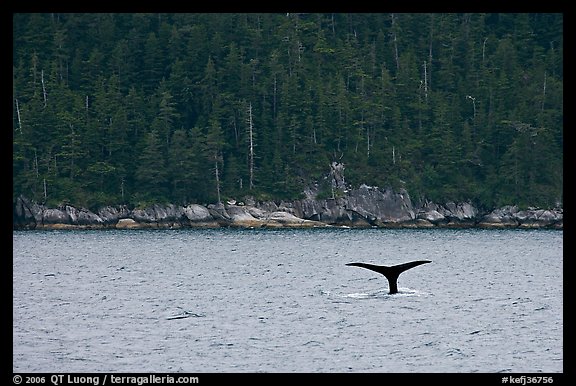 Whale fluke and forest, Aialik Bay. Kenai Fjords National Park (color)
