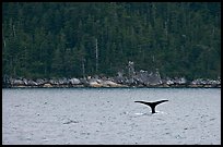 Whale fluke and forest, Aialik Bay. Kenai Fjords National Park ( color)
