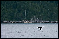 Whale fluke and forest, Aialik Bay. Kenai Fjords National Park ( color)