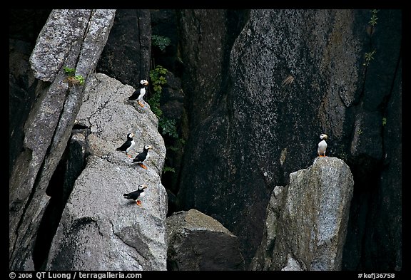 Puffins on cliff. Kenai Fjords National Park, Alaska, USA.