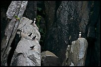 Puffins on cliff. Kenai Fjords National Park, Alaska, USA.