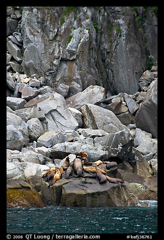 Stellar sea lions hauled out on rock. Kenai Fjords National Park, Alaska, USA.