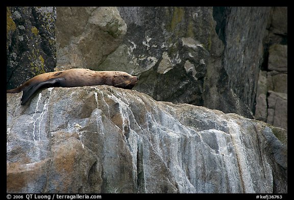 Stellar sea lion sleeping on rock. Kenai Fjords National Park (color)