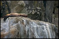 Stellar sea lion sleeping on rock. Kenai Fjords National Park, Alaska, USA.