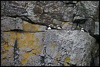 Puffins on rock wall. Kenai Fjords National Park, Alaska, USA. (color)
