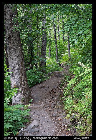 Harding Icefield trail passing through a young forest. Kenai Fjords National Park (color)