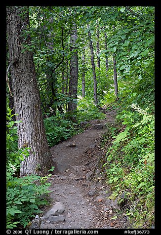 Harding Icefield trail passing through a young forest. Kenai Fjords National Park, Alaska, USA.