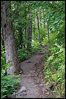 Harding Icefield trail passing through a young forest. Kenai Fjords National Park, Alaska, USA.