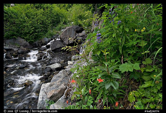 Widflowers and cascading stream. Kenai Fjords National Park, Alaska, USA.