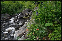 Widflowers and cascading stream. Kenai Fjords National Park, Alaska, USA.