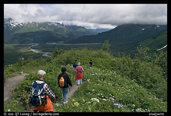 Hikers surrounded by wildflowers on Harding Icefield trail. Kenai Fjords National Park, Alaska, USA.