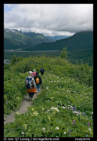 Hiking surrounded by wildflowers on Harding Icefield trail. Kenai Fjords National Park (color)