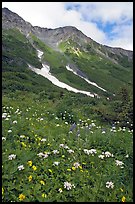 Hills and verdant alpine meadows, seen from Harding Icefield trail. Kenai Fjords National Park ( color)