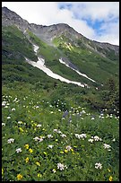 Hills and verdant alpine meadows, seen from Harding Icefield trail. Kenai Fjords National Park, Alaska, USA.