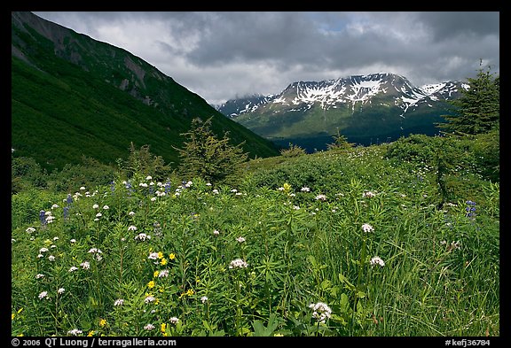 Wildflowers in Marmot Meadows and Resurection Mountains. Kenai Fjords National Park, Alaska, USA.