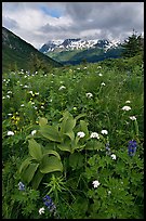 Marmot Meadows and Resurection Mountains. Kenai Fjords National Park, Alaska, USA. (color)