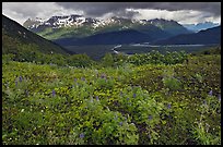 Dwarf Lupine and cloudy Resurection Mountains. Kenai Fjords National Park, Alaska, USA. (color)