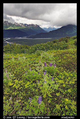 Dwarf Lupine in Marmot Meadows, and Resurection Mountains. Kenai Fjords National Park, Alaska, USA.