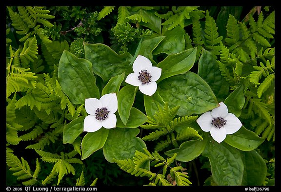 Close-up of flowers and ferns, Marmot Meadows. Kenai Fjords National Park (color)