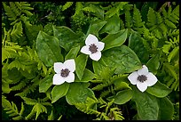 Close-up of flowers and ferns, Marmot Meadows. Kenai Fjords National Park ( color)