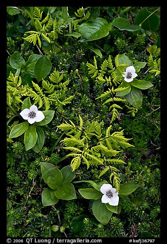 Close-up of alpine ferns and flowers, Marmot Meadows. Kenai Fjords National Park (color)