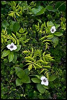 Close-up of alpine ferns and flowers, Marmot Meadows. Kenai Fjords National Park, Alaska, USA. (color)